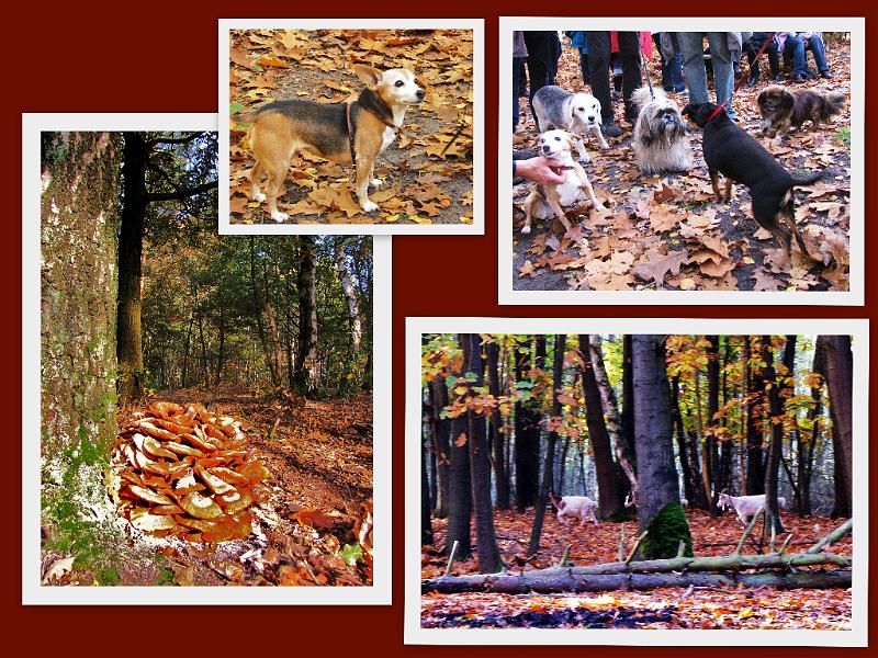 Wandeling van Monke en Judith op 21-10-2012 (54).jpg
